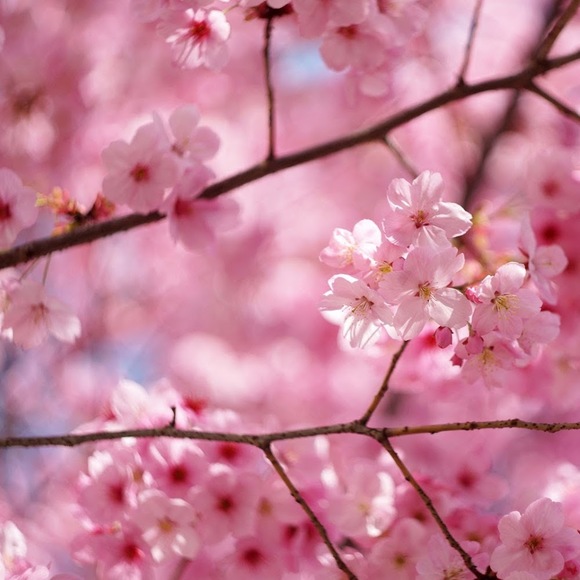 Meet your Posher, Skyeler - Picture 1 of 1